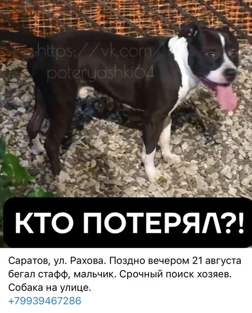 Потерялся стафф по кличке Грей, ищем хозяина - Кошки и собаки в Саратов