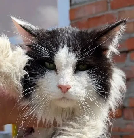 Срочный сбор на спасение кота - Кошки и собаки в Саратов