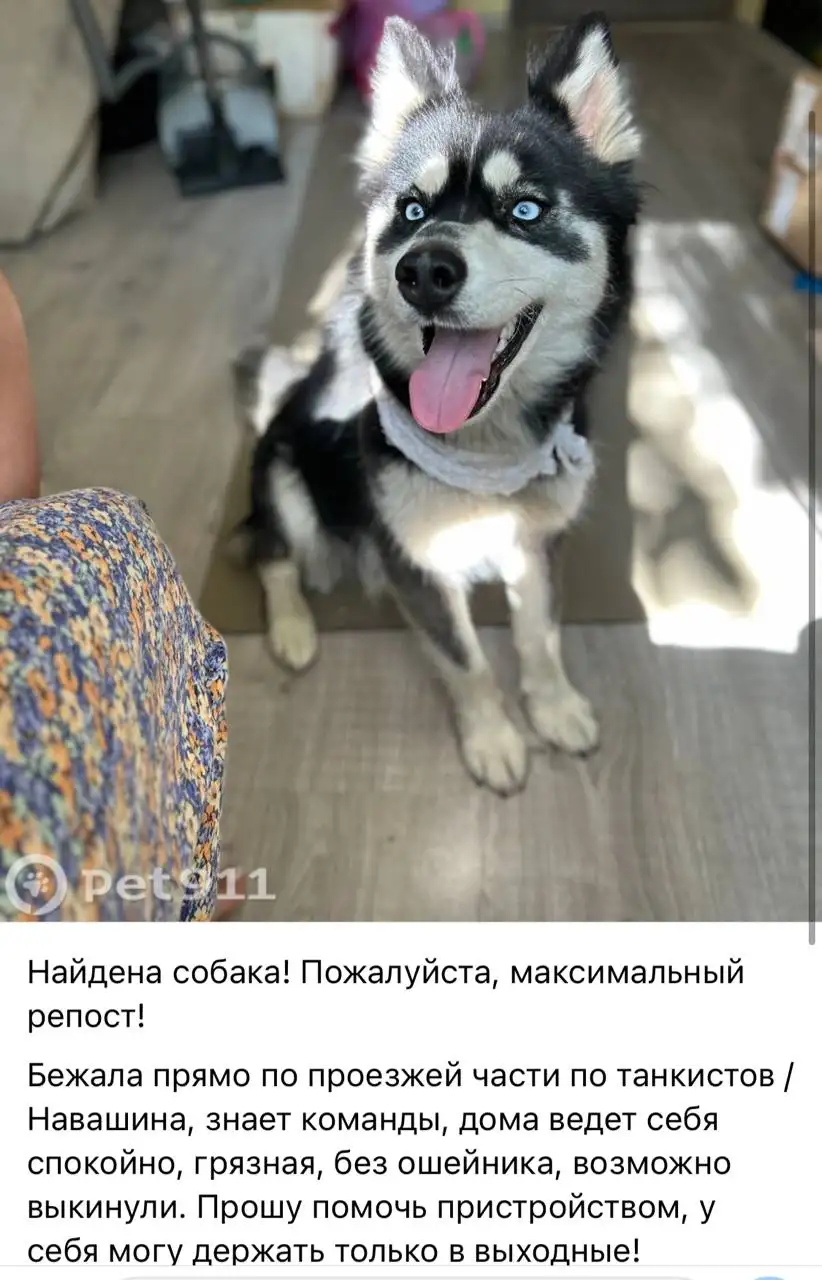 Потеряшка в Саратове - Потеряшки (Животные) в Саратов