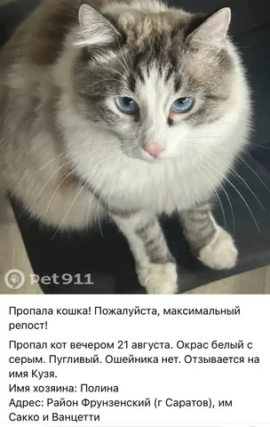 Потеряшка: кошка или собака в Саратове - Кошки и собаки в Саратов
