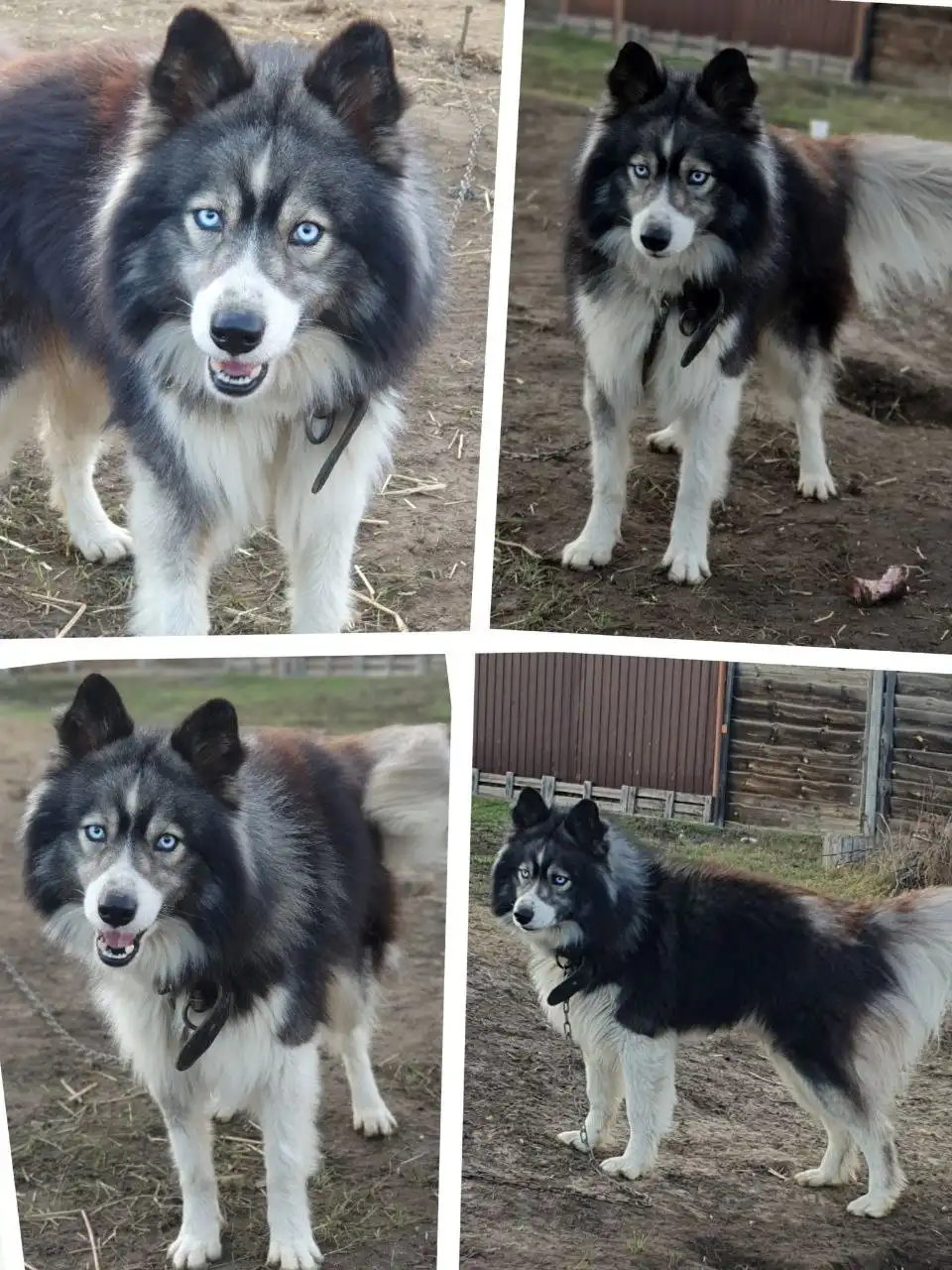 Шерхан ищет нового хозяина