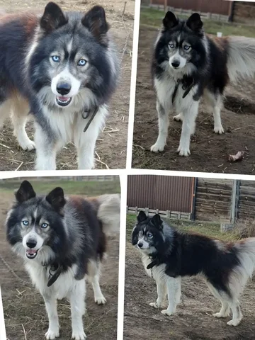 Шерхан ищет нового хозяина - Животные в Саратов