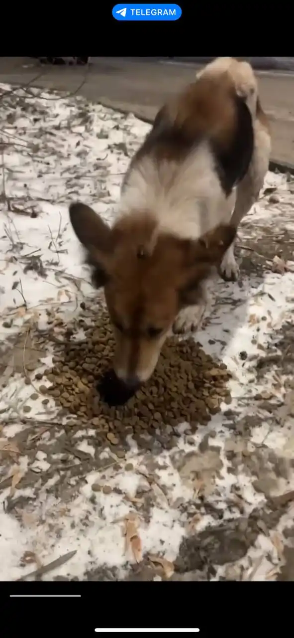 Потеряшки животных в Саратове