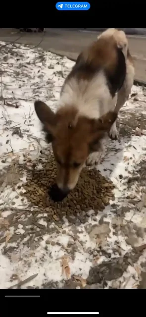 Потеряшки животных в Саратове - Животные в Саратов