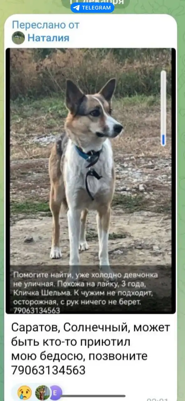 Потеряшки животных в Саратове