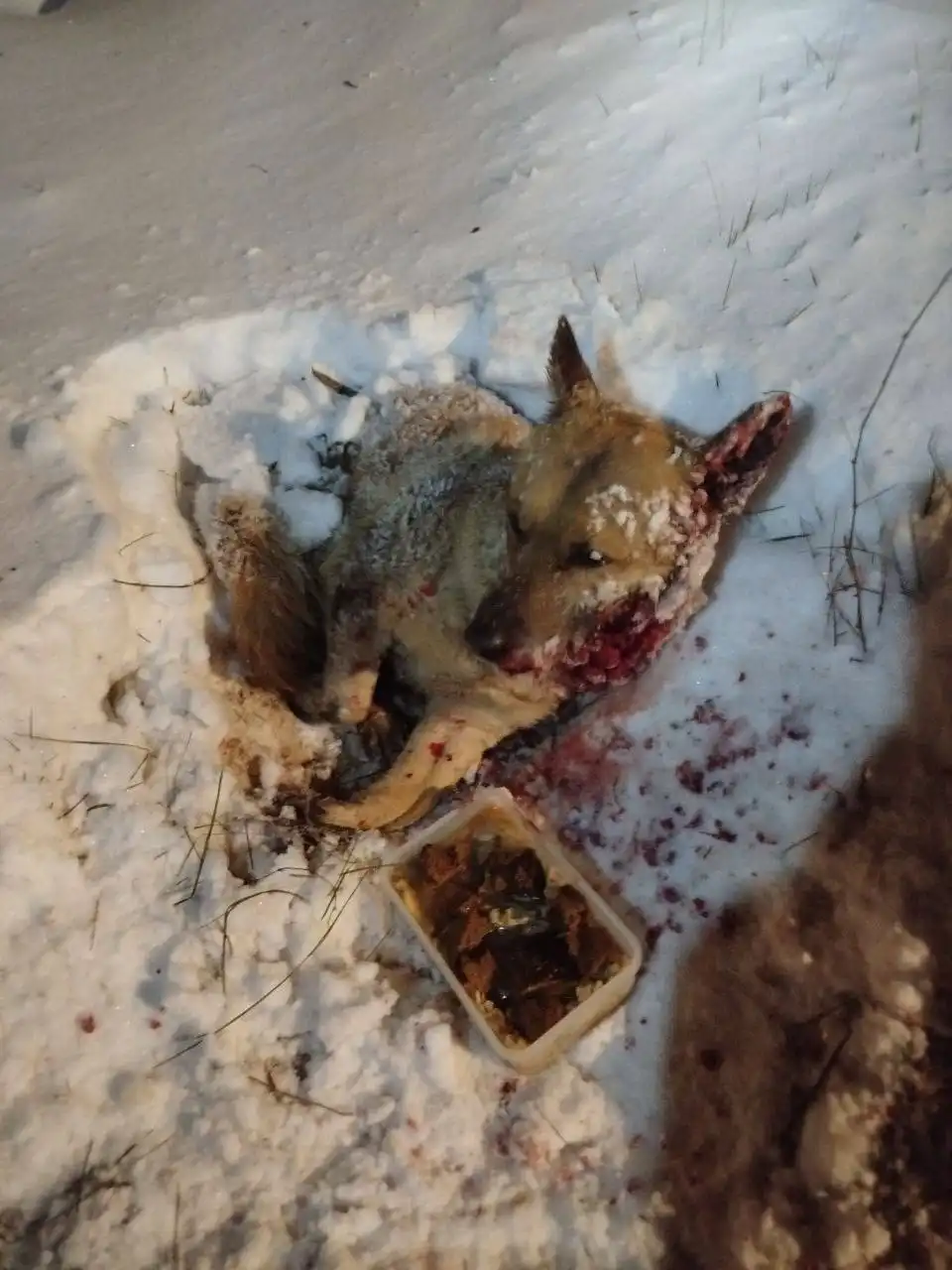 Сбор на лечение собаки Рыжика в Саратове