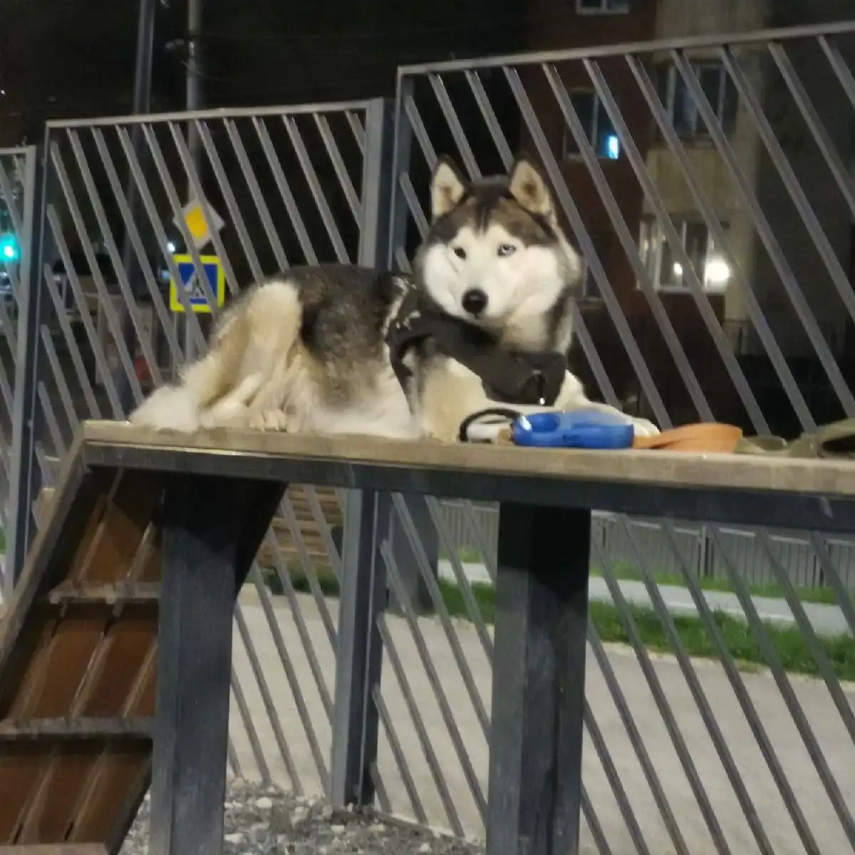 Пропал хаски Арчи в Саратове