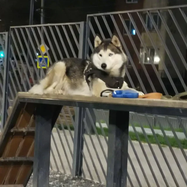 Пропал хаски Арчи в Саратове - Животные в Саратов