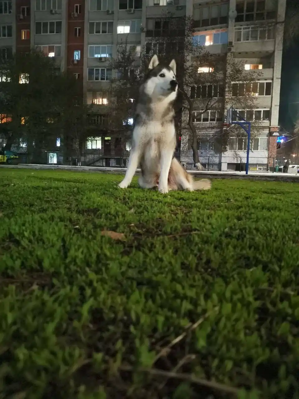Пропал хаски Арчи в Саратове