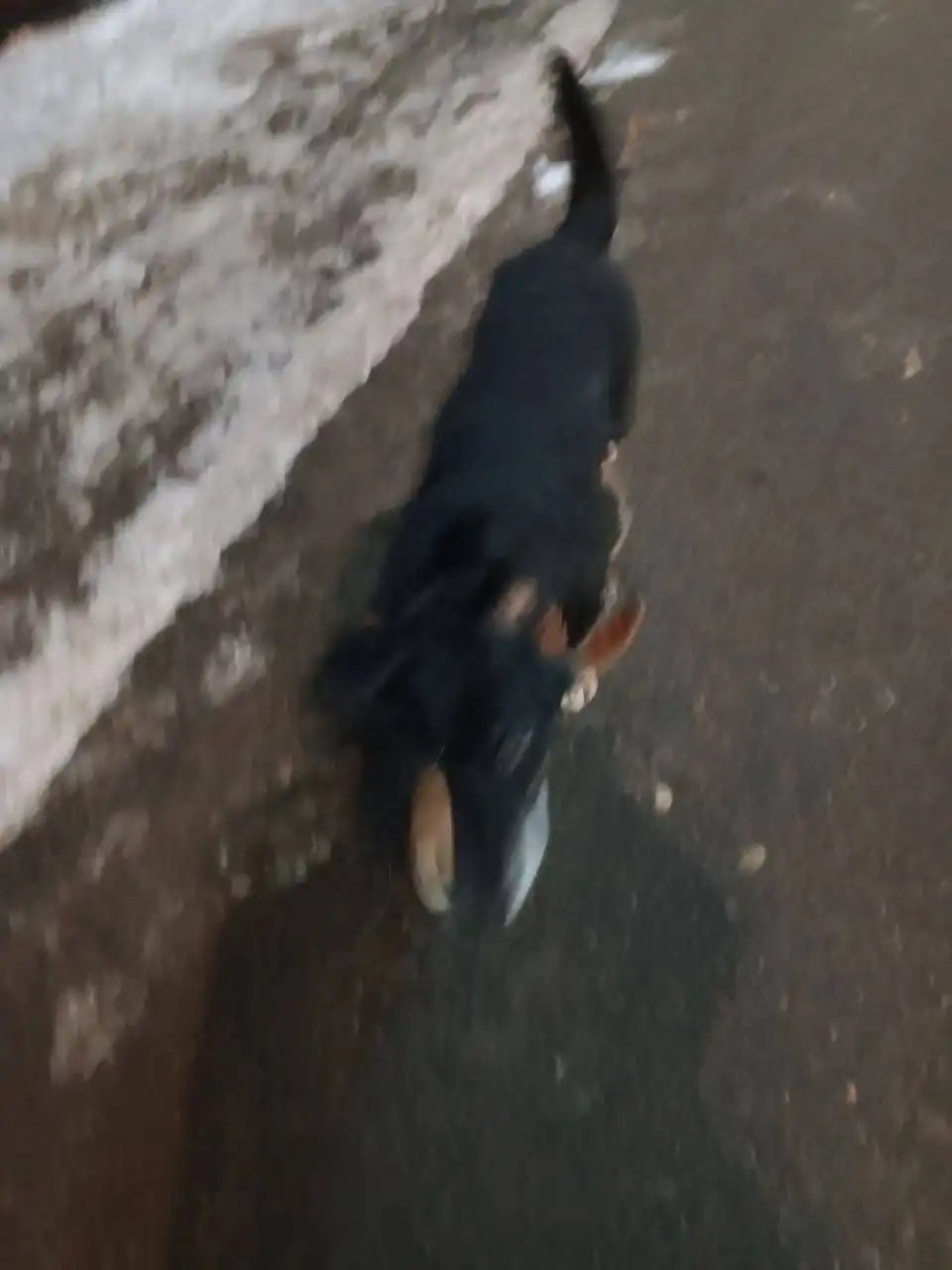 Найдена собака в районе Пономарева - Животные в Саратов