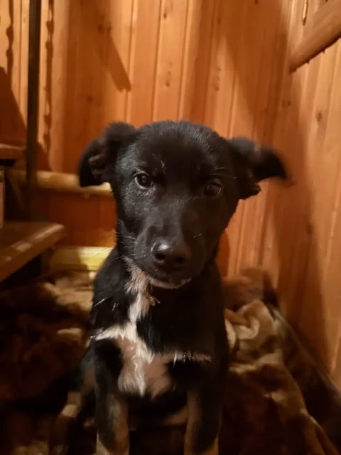 Сбор на корм для найденного щенка с Энгельса - Животные в Саратов