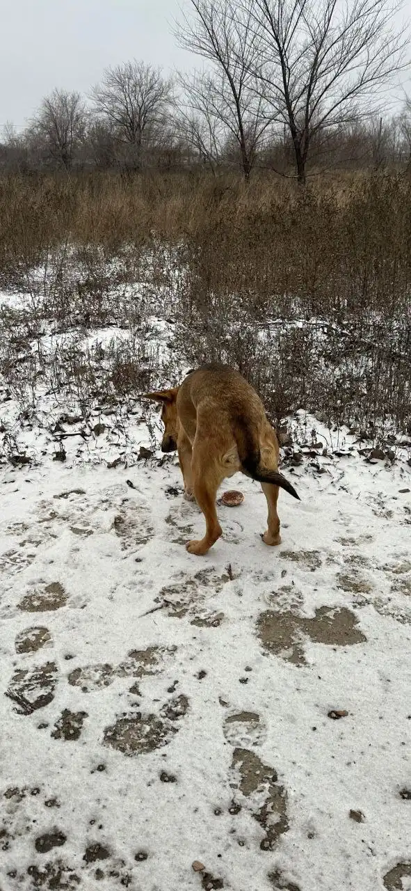 Помощь собаке со сломанной лапой
