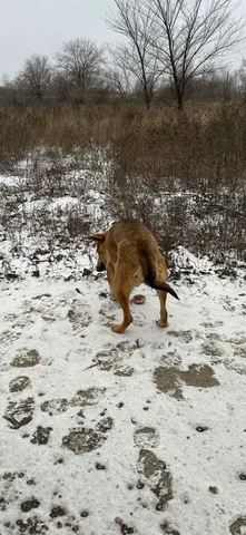 Помощь собаке со сломанной лапой - Животные в Саратов