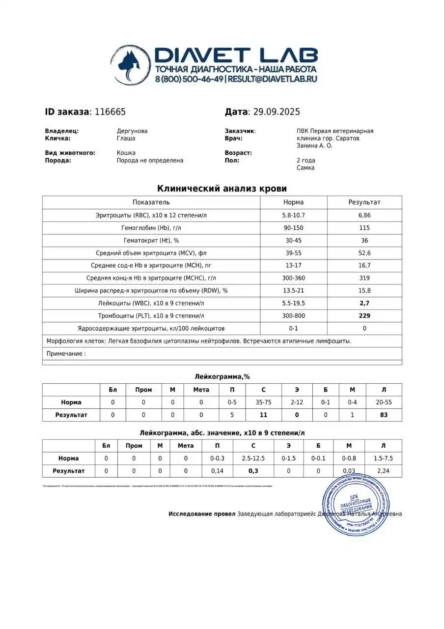 Сбор средств на лечение кошки Глаши от лейкоза