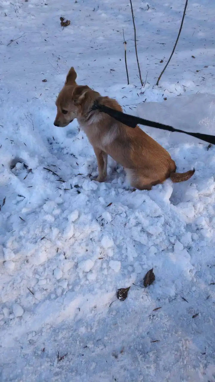 Найдена собака с оранжевым ошейником от блох