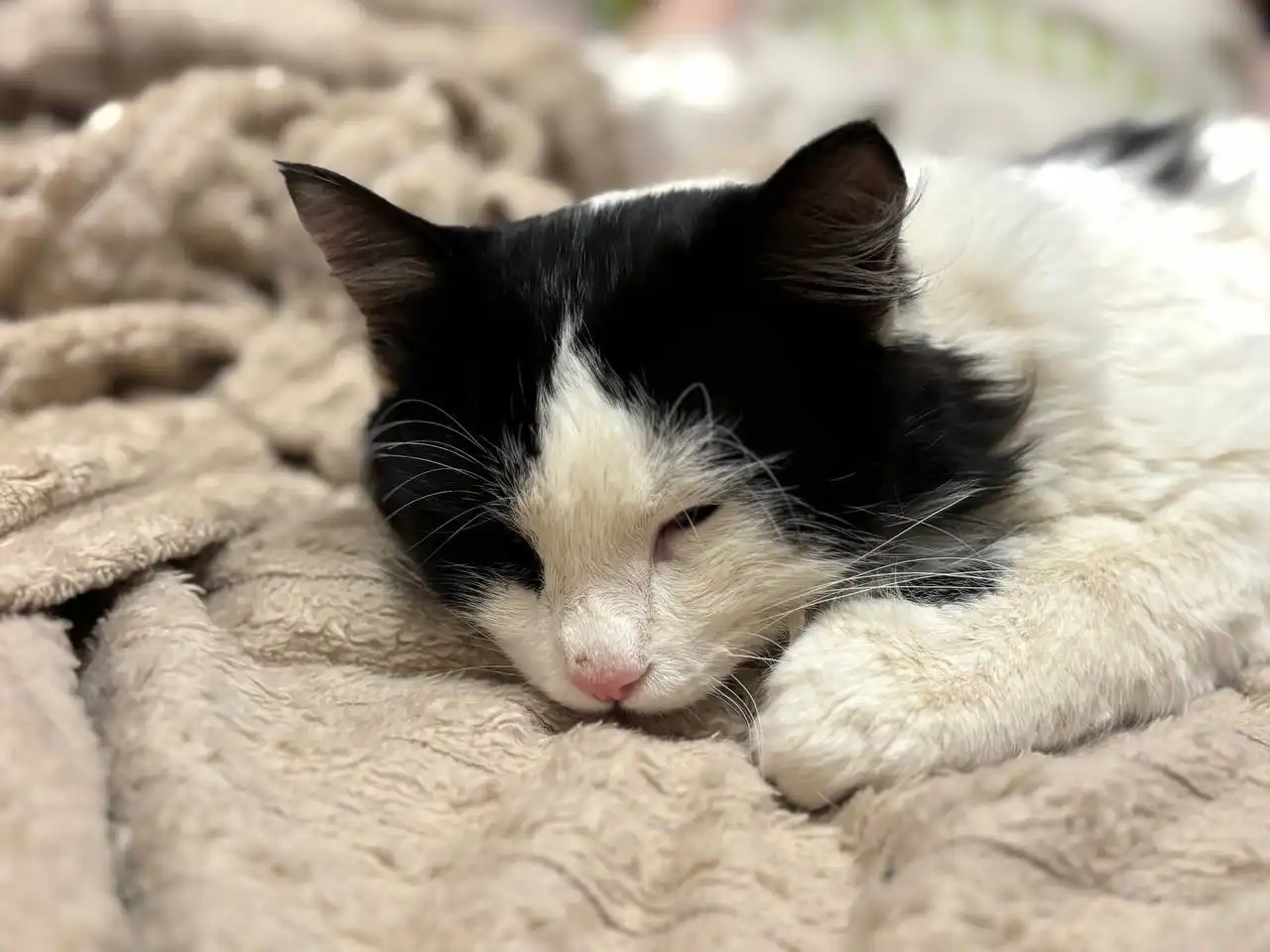 Потерянный кот в районе Посадского 302