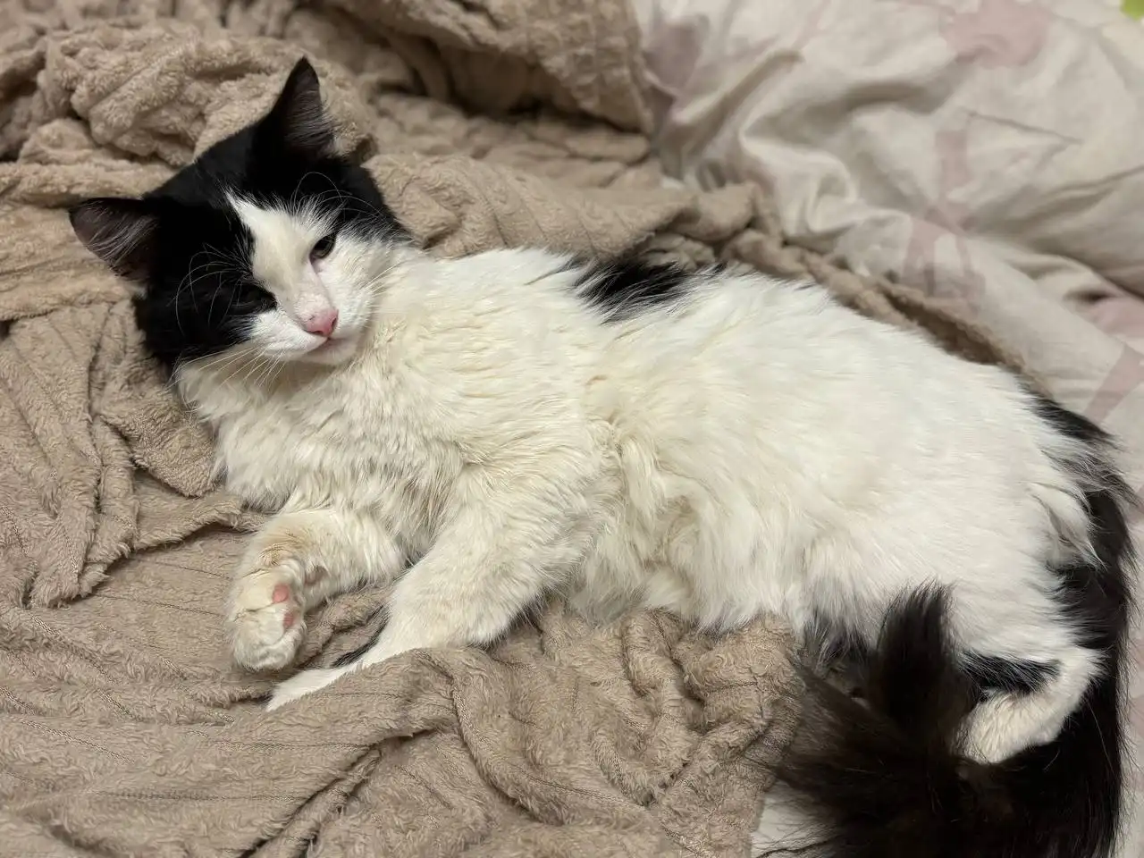 Потерянный кот в районе Посадского 302