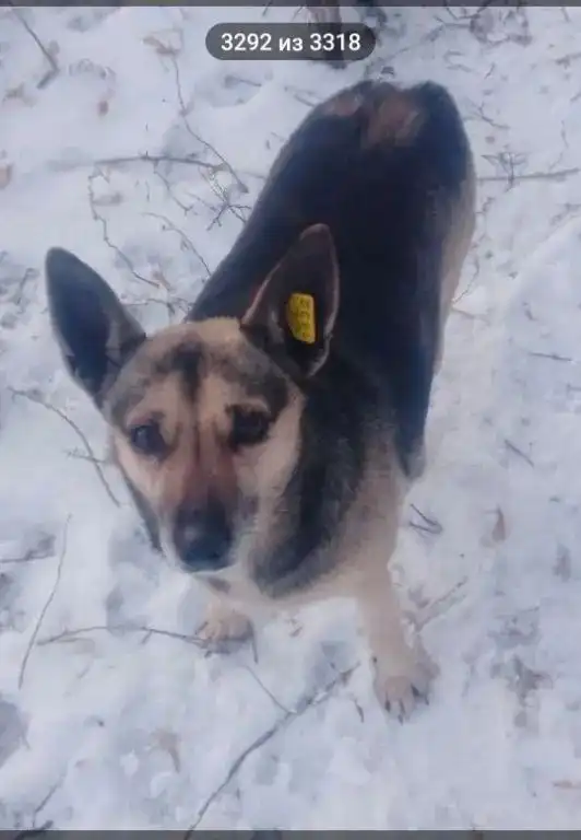 Мышка - собачка в Энгельсе ищет дом