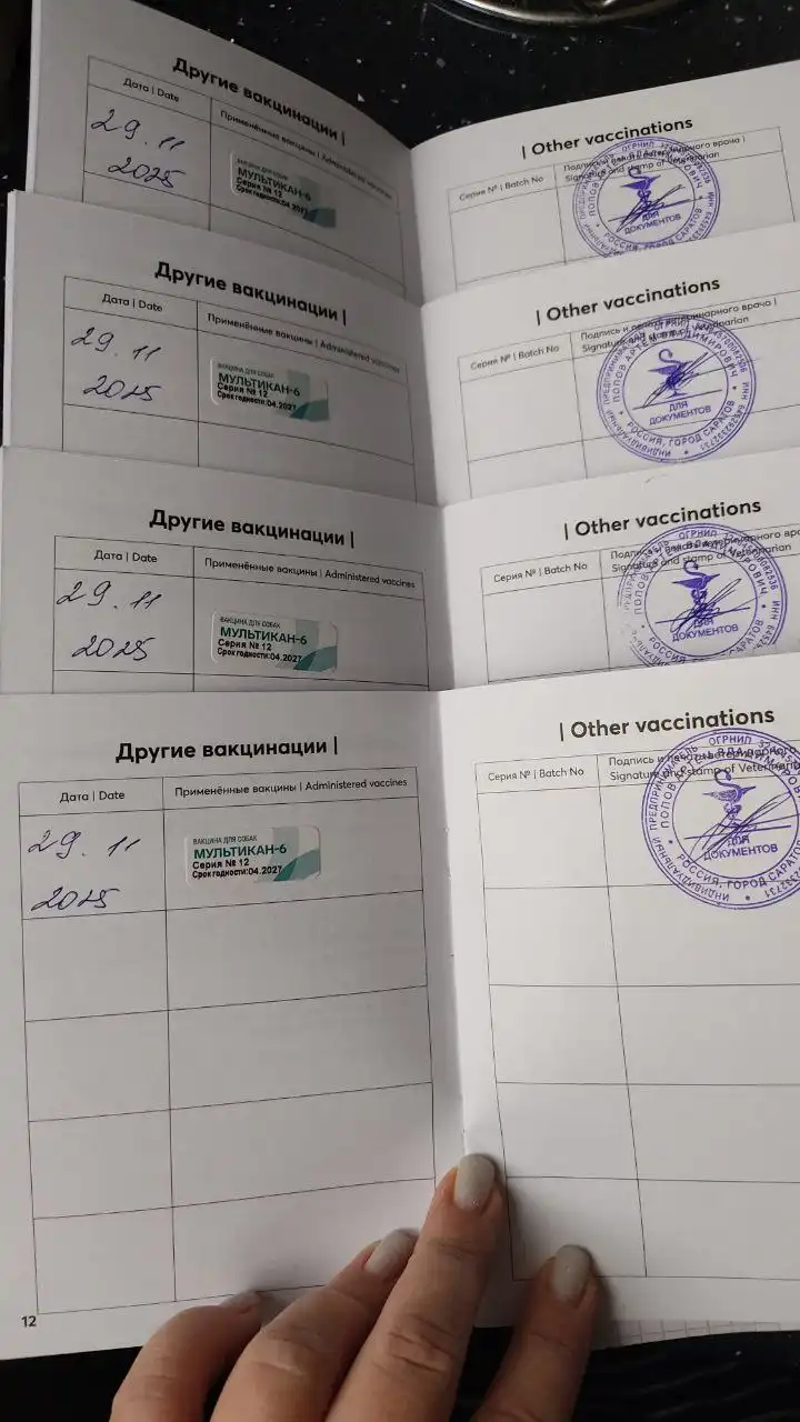 Сбор средств на помощь щенкам в Саратове