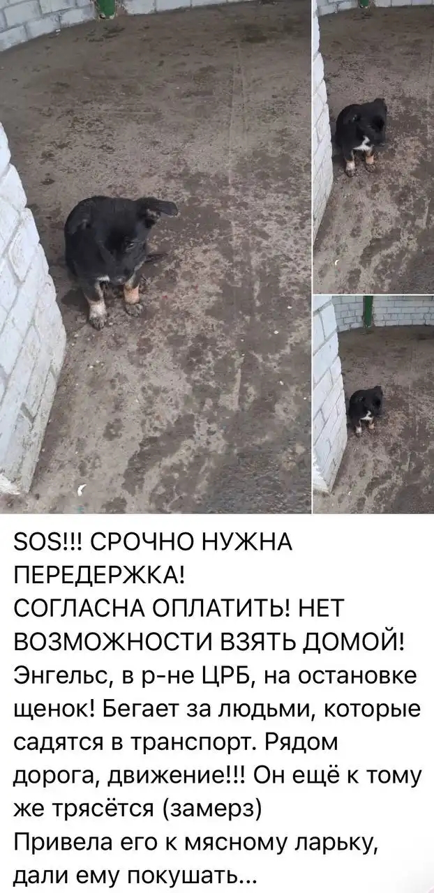 Сбор средств на корм для щенка с Энгельса