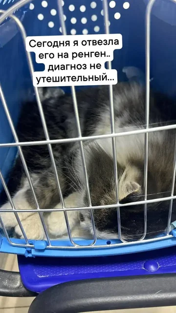 История Лео: Потеряшка в Саратове - Животные в Саратов