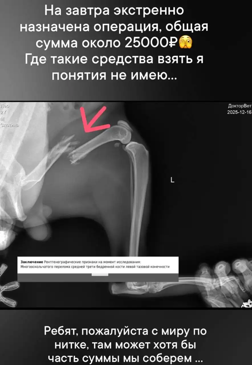 История Лео: Потеряшка в Саратове