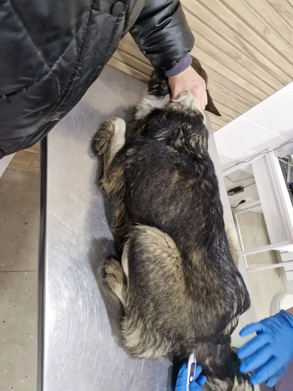 Экстренный сбор для собаки Найды и щенков