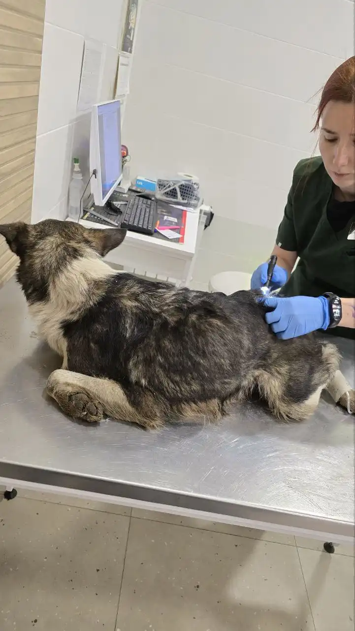 Экстренный сбор для собаки Найды и щенков