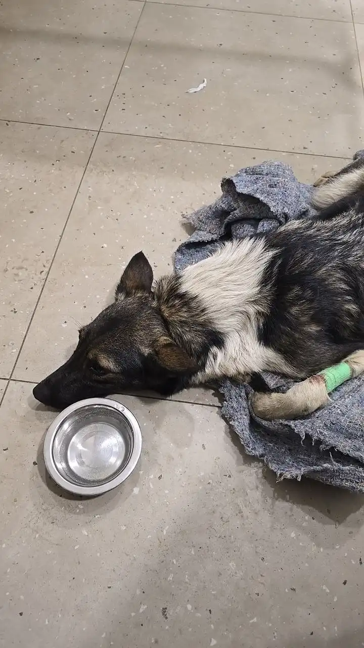 Отчёт по сбору средств для животных