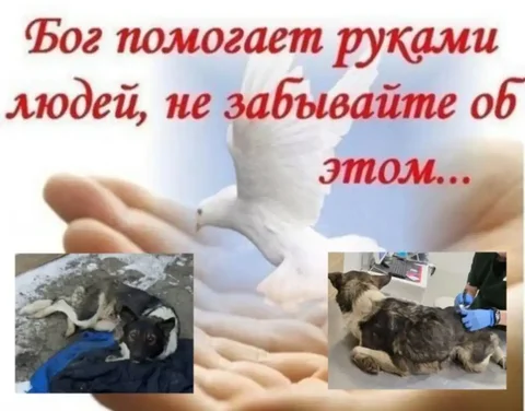 Лечение собаки Найды в клинике - Животные в Саратов