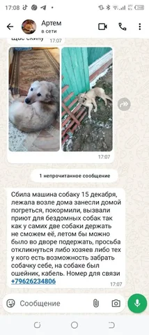 Сбили собаку - Животные в Саратов