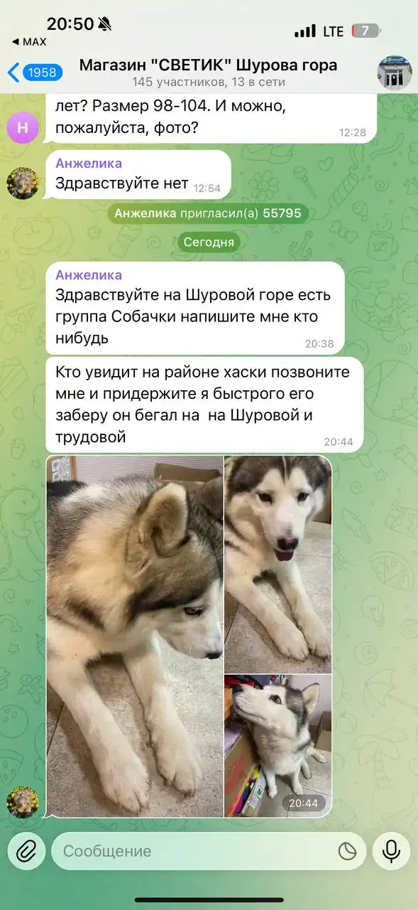 Потерялась собака хаски в Саратове