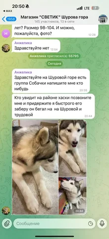 Потерялась собака хаски в Саратове - Животные в Саратов