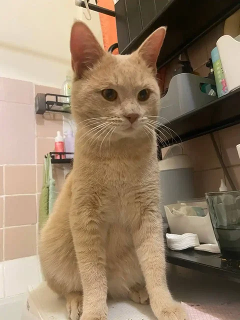 Найден кот в Саратове - Животные в Саратов