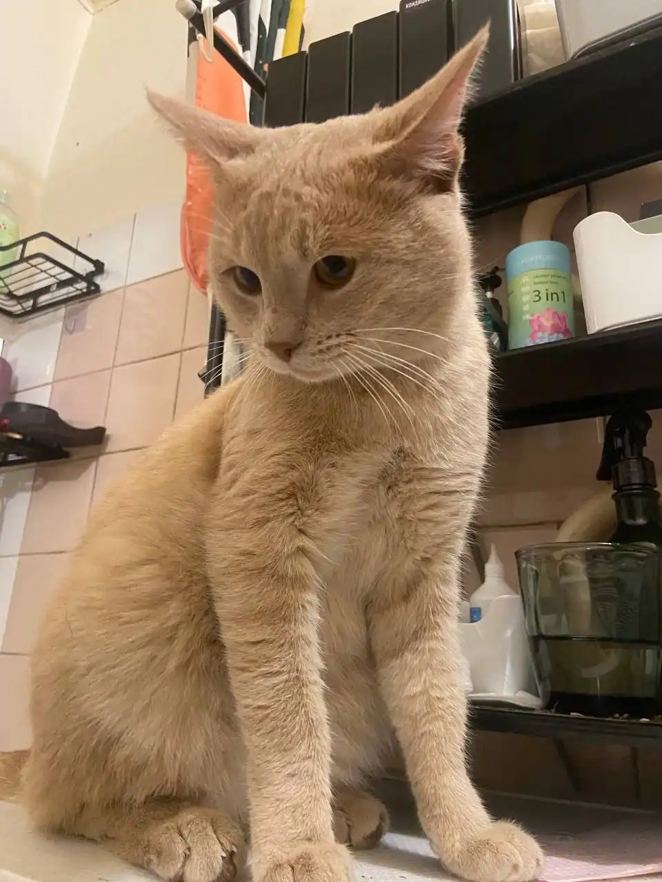 Найден кот в Саратове