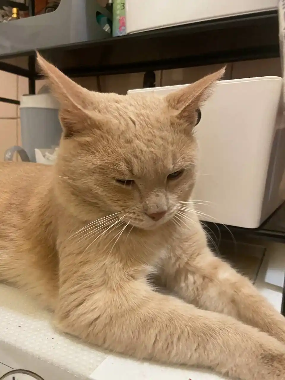 Найден кот в Саратове