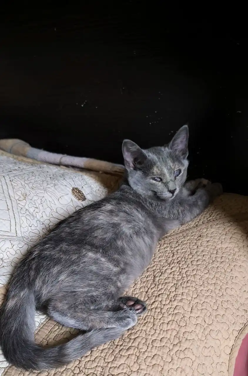 Сбор средств на передержку котят из Юбилейного