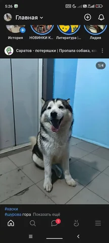Потерянное животное в районе Шуровой горы - Животные в Саратов