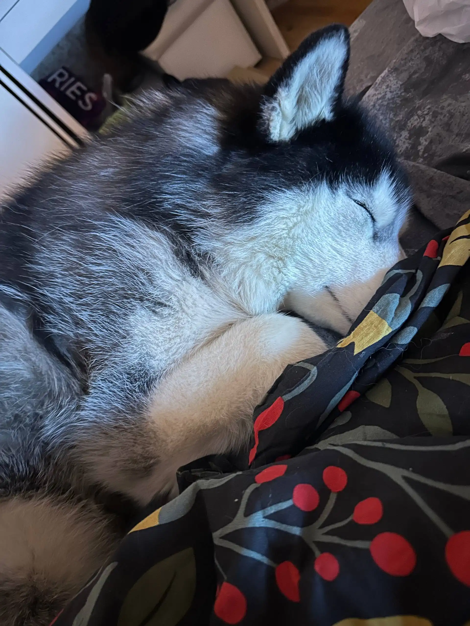 Потерянные животные в Саратове