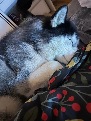 Потерянные животные в Саратове - Животные в Саратов