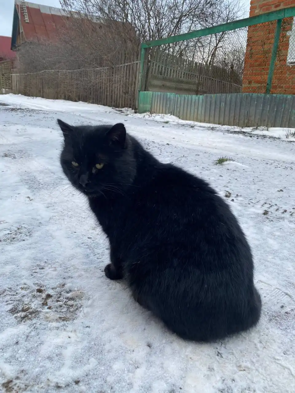 Коты найдены в Саратове-Энгельсе