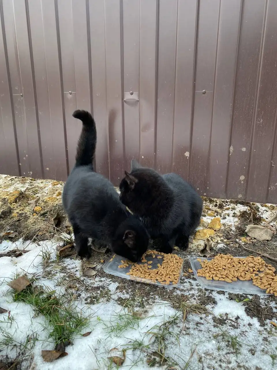 Коты найдены в Саратове-Энгельсе