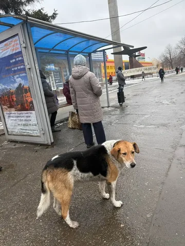 Потерянная кошка Мартина в Саратове - Животные в Саратов