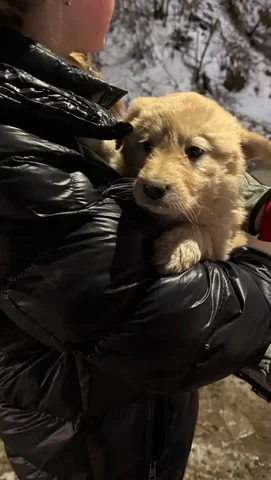 Щенки для пристройства в Саратове - Животные в Саратов