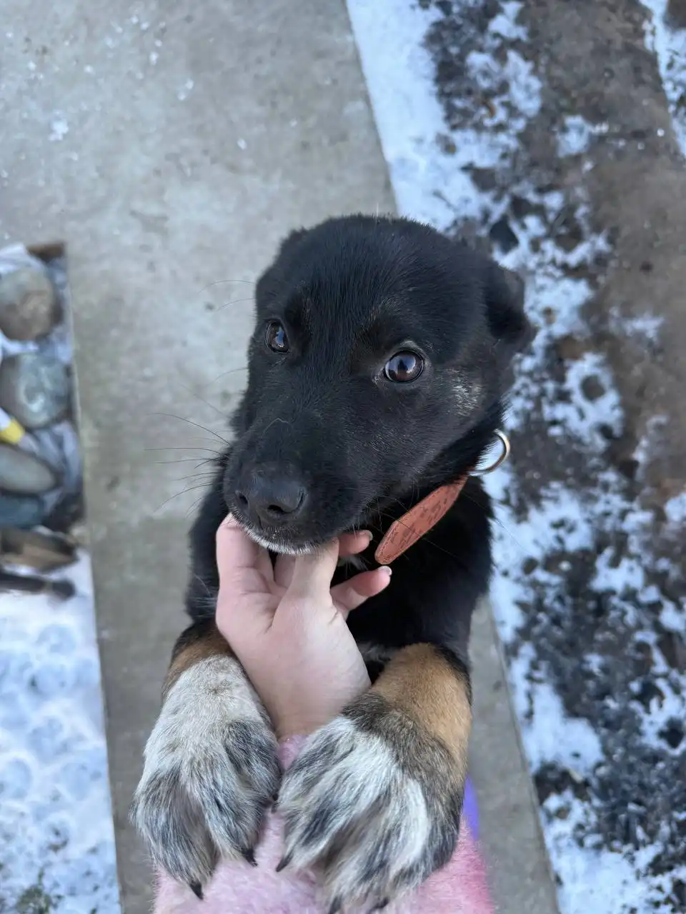 Ищут любящих хозяев для найденного котенка