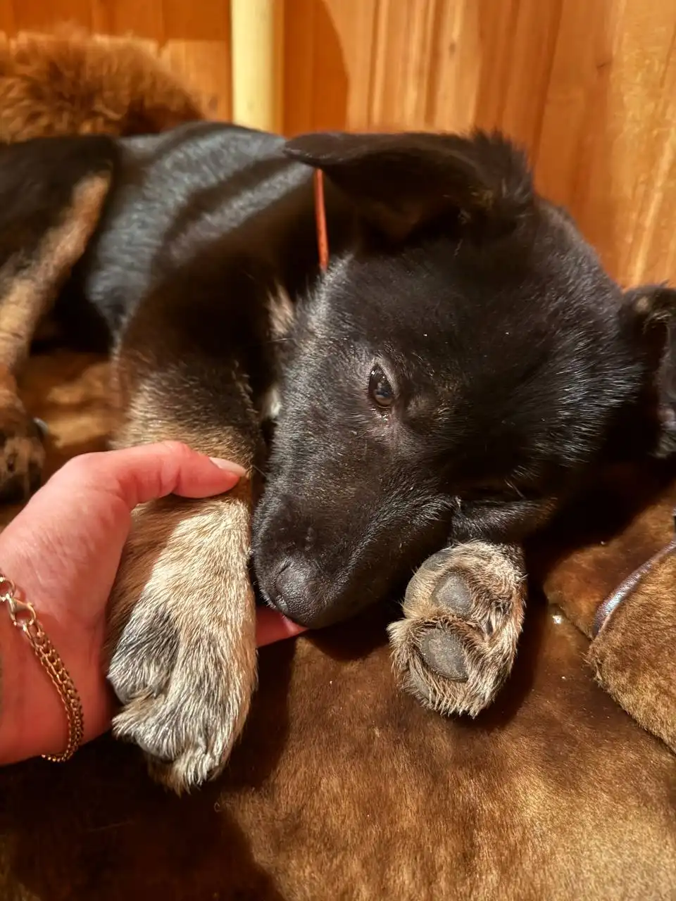 Ищут любящих хозяев для найденного котенка