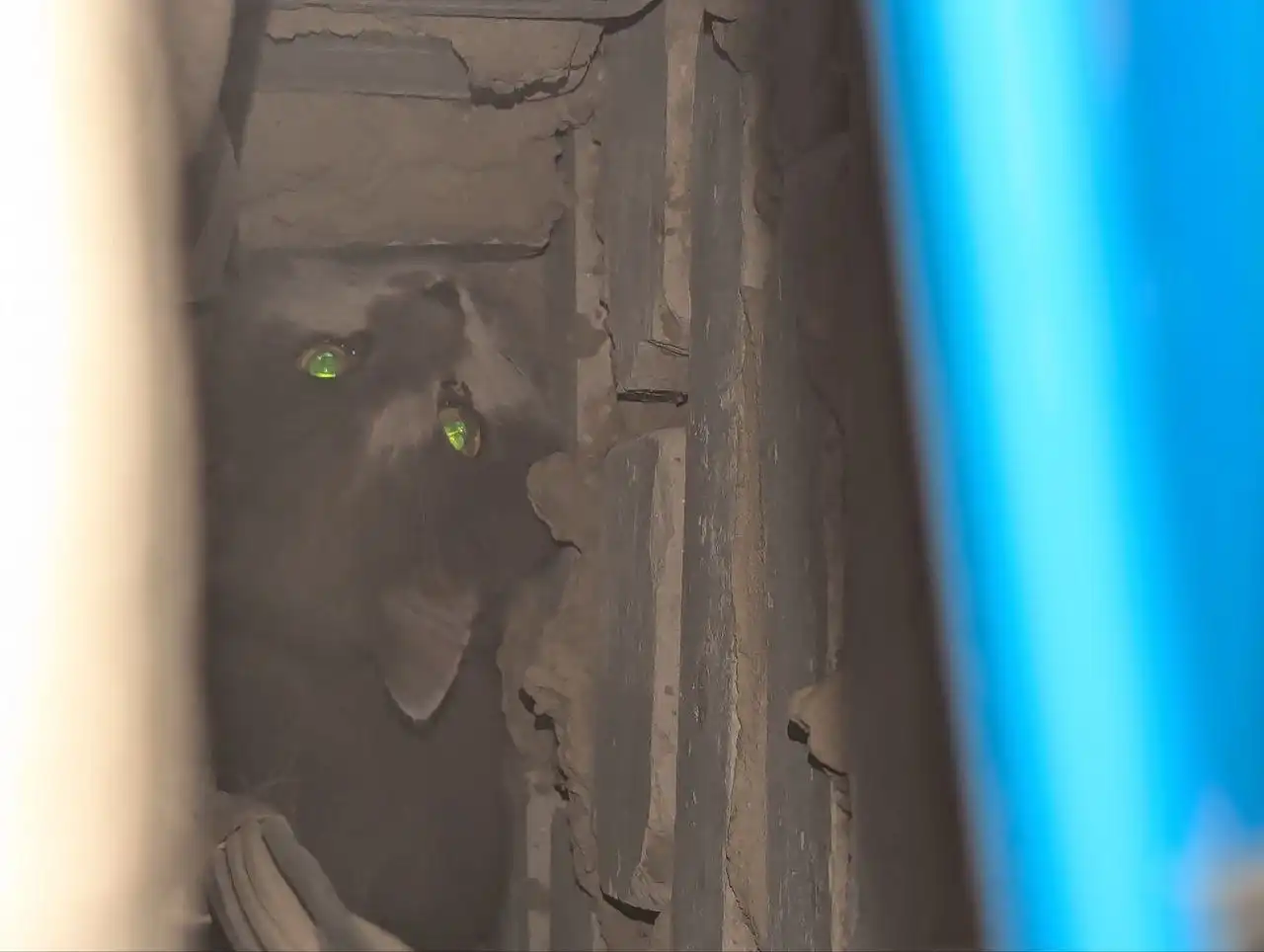 Сбор благотворительности для спасателя кота