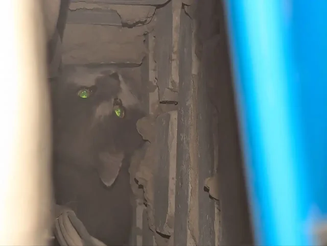 Сбор благотворительности для спасателя кота - Животные в Саратов