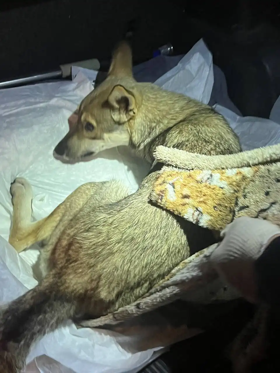 Передержка собаки с 7-й Дачной