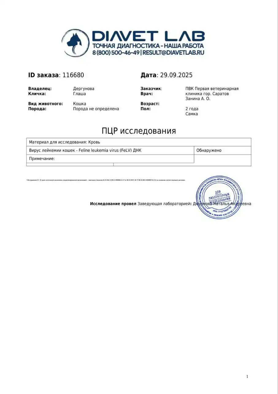 Сбор средств на лечение кошки Глаши от лейкоза - Животные в Саратов